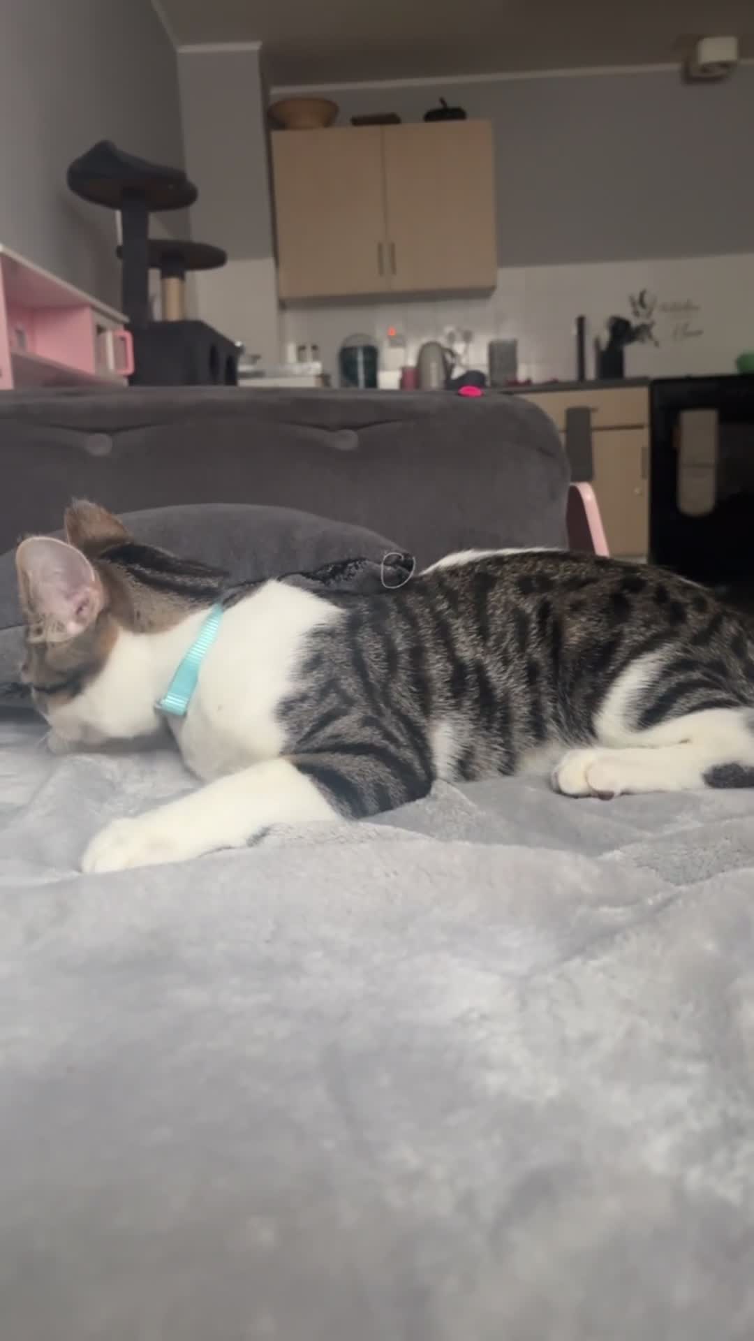 Domestic Shorthair cats for sale: kittens for sale❤️ - Video 3