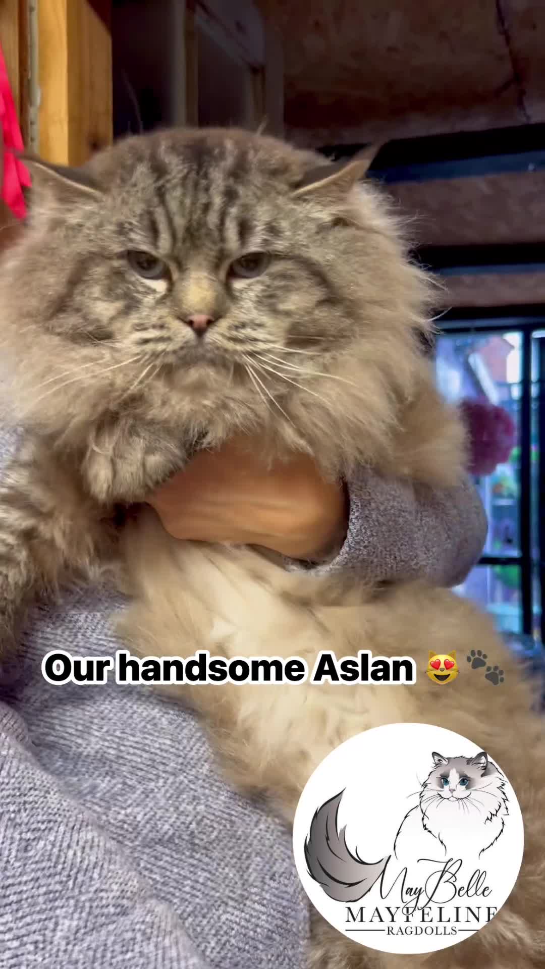 Ragdoll cats for stud: Stunning seal tabby point stud for selected queens in Manchester - Video 4