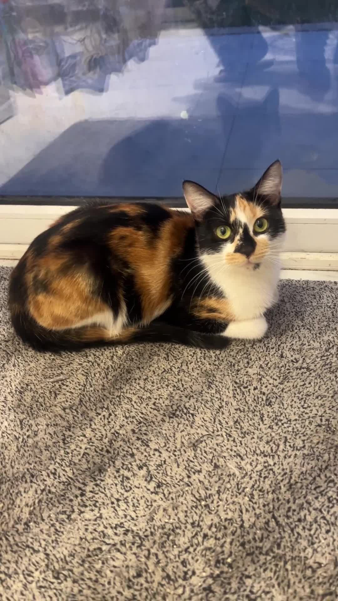 Mixed Breed cats for sale: Looking for a loving home goes for free female cat - Video 1