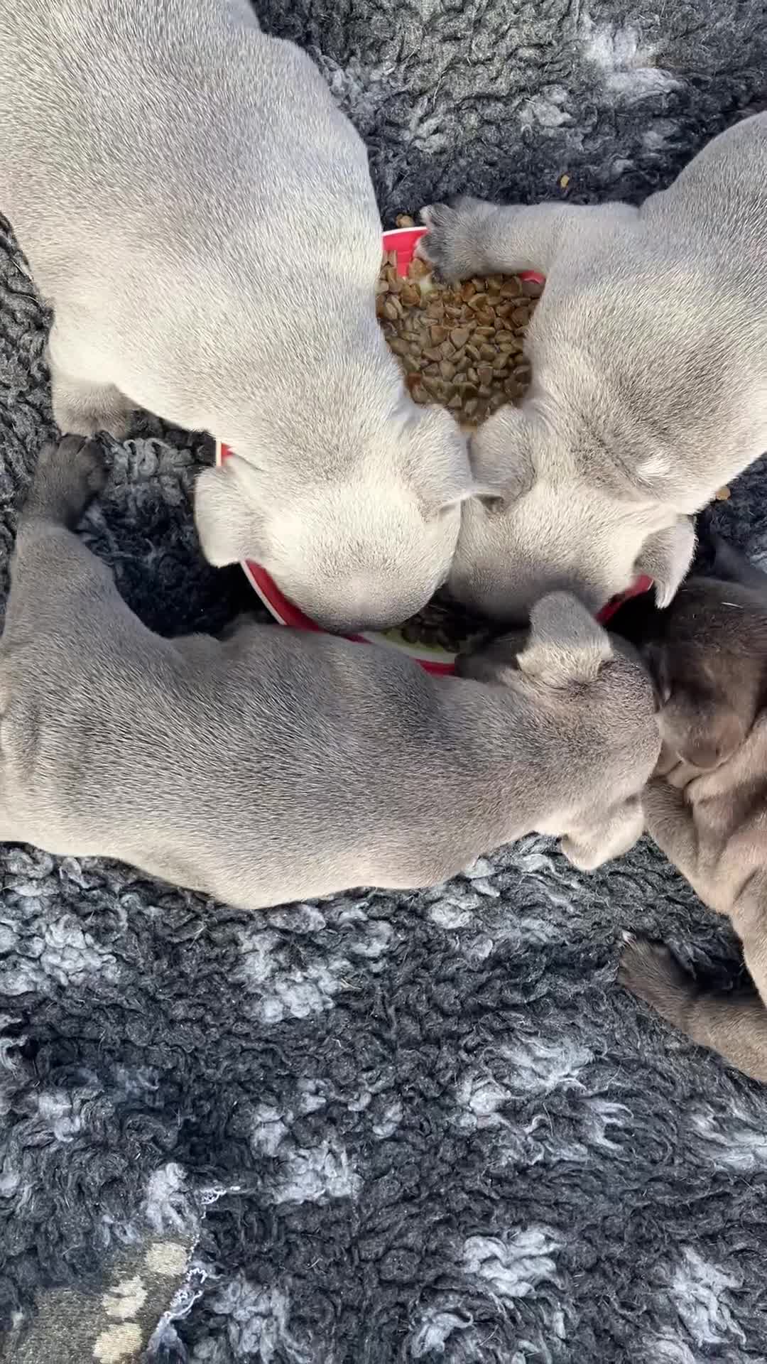 French Bulldog dogs for sale: Last One - KC French Bulldog Puppies - Video 1