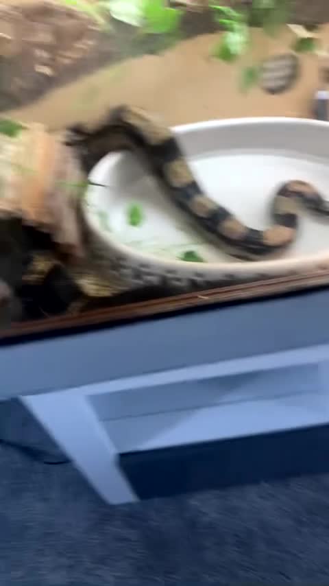 Boa Snake reptiles for sale: Boa constrictor  in Rossendale - Video 2