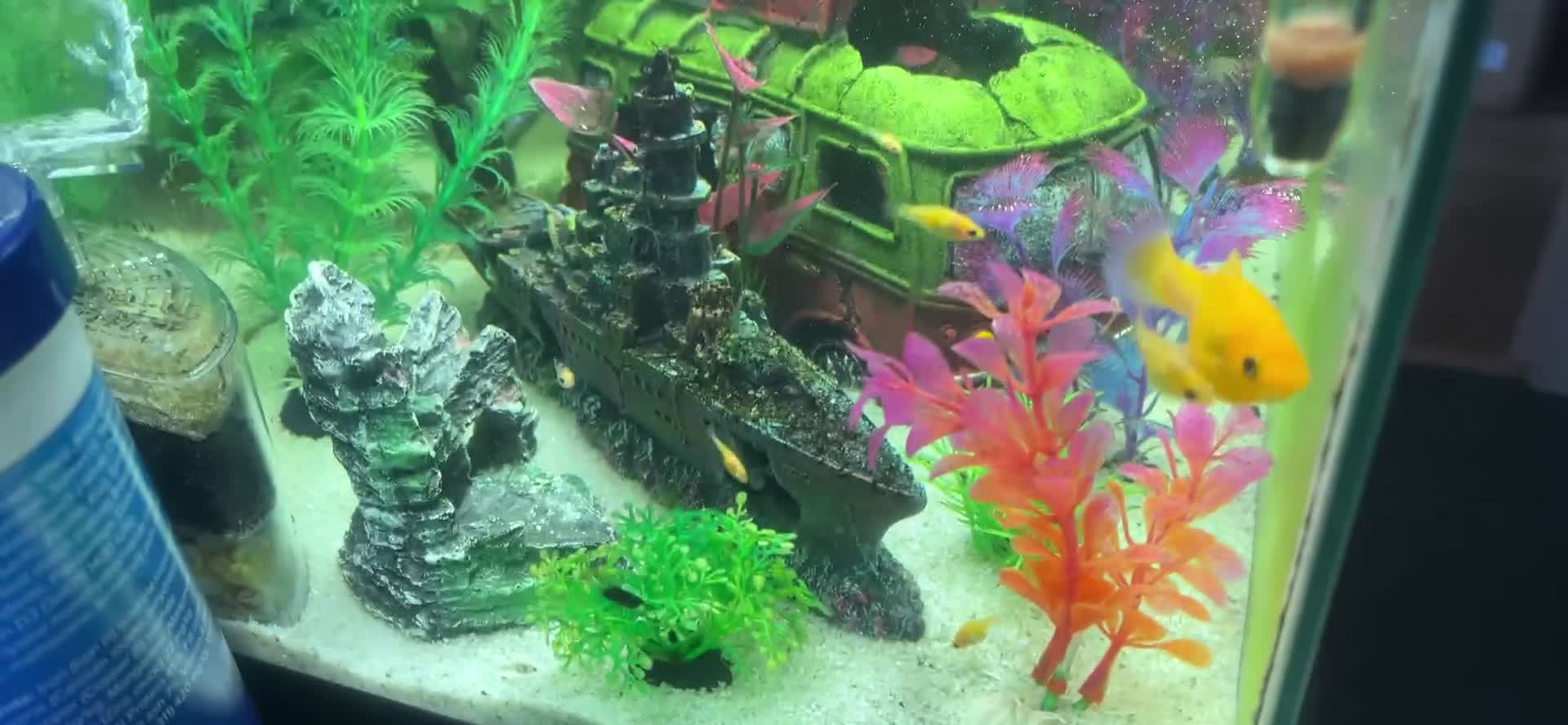 Mollies fish for sale: Baby mollies - Video 1