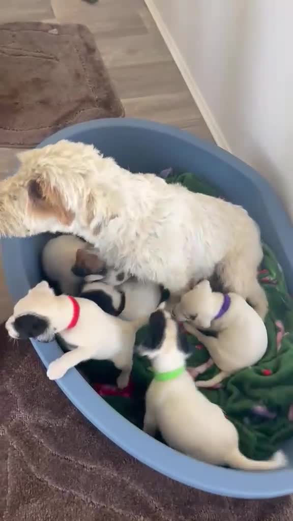 Parson Russell dogs for sale: Last 3 remaining parson Russell girls  - Video 1