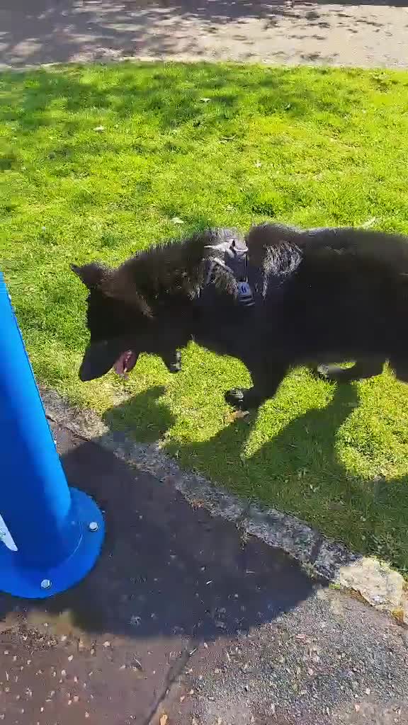 German Shepherd dogs for sale: German Shepherd  in Glasgow - Video 1