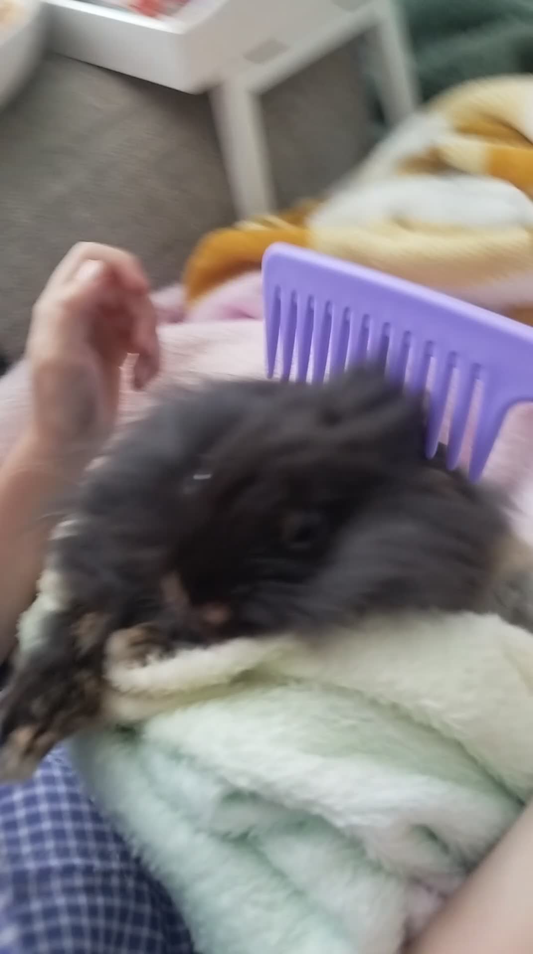 Mixed Breed rabbits for sale: mini lion lops/Netherland dwarfs  - Video 2