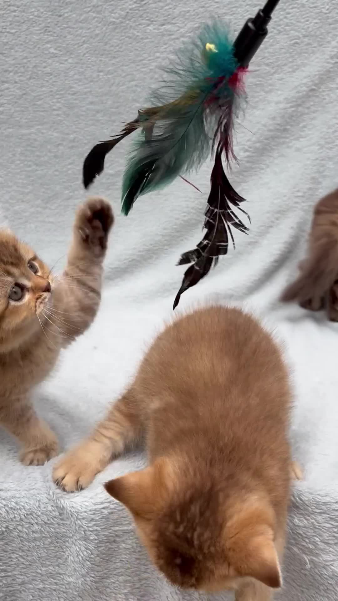 British Shorthair cats for sale: Pedigree golden kittens - black golden & chocolate - Video 3