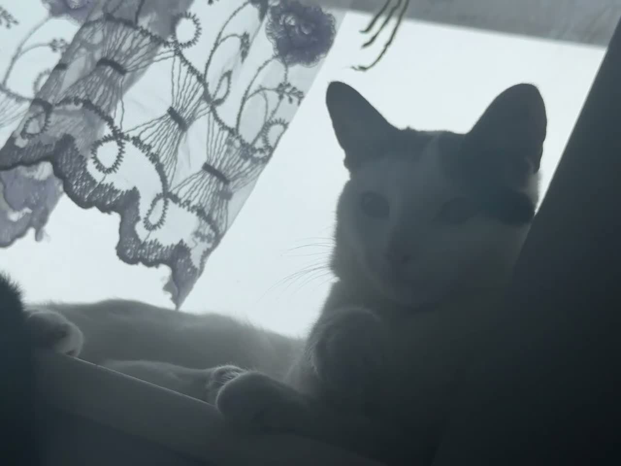 Domestic Shorthair cats for sale: Atlas in Wrexham - Video 1