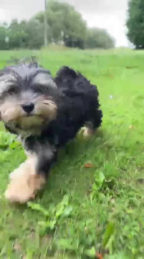 Morkie dogs for sale: Teacup Teddybear babies  - Video 2