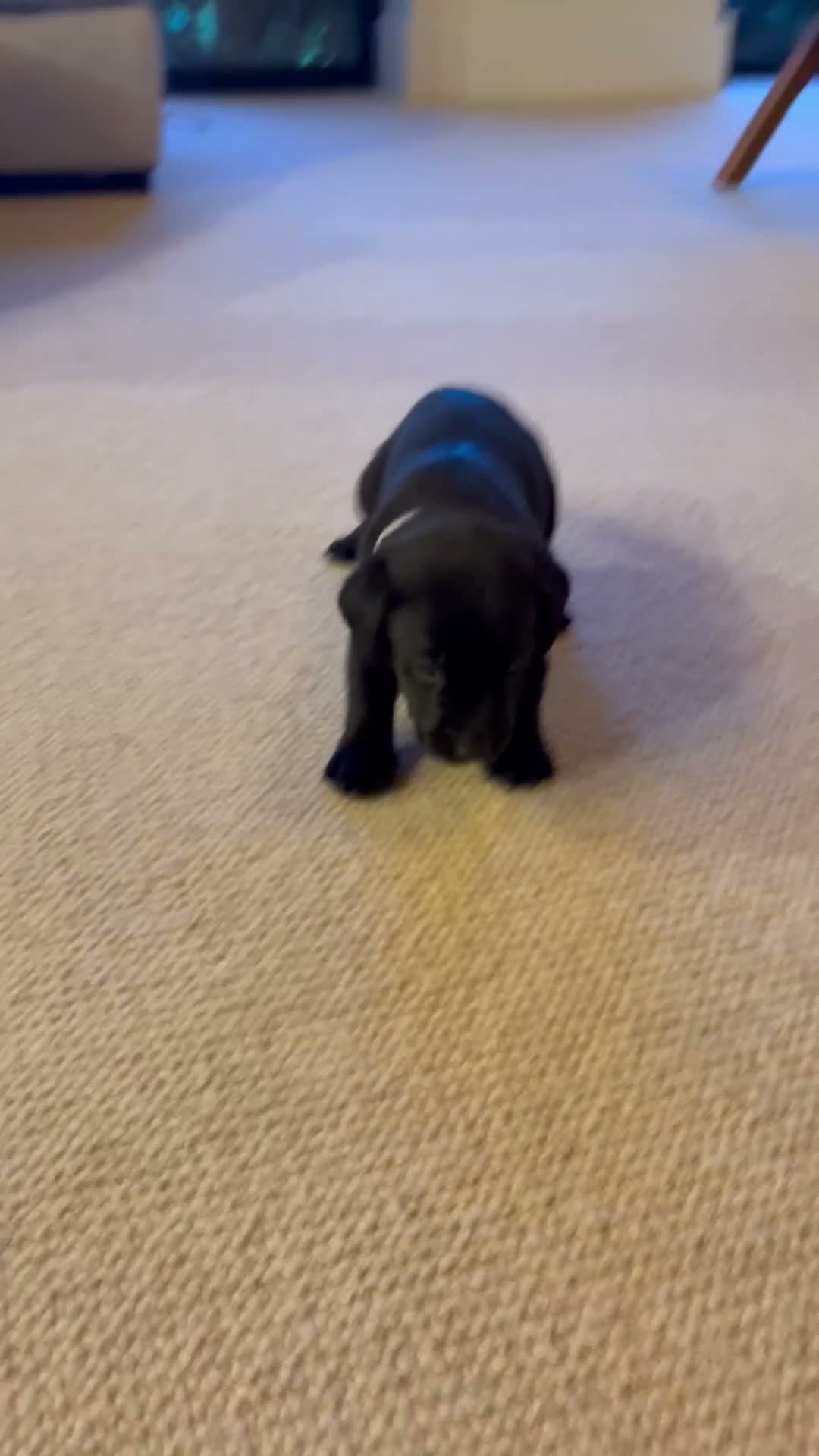 Labrador Retriever dogs for sale: The Loveliest Little Black Lab Boy  - Video 1