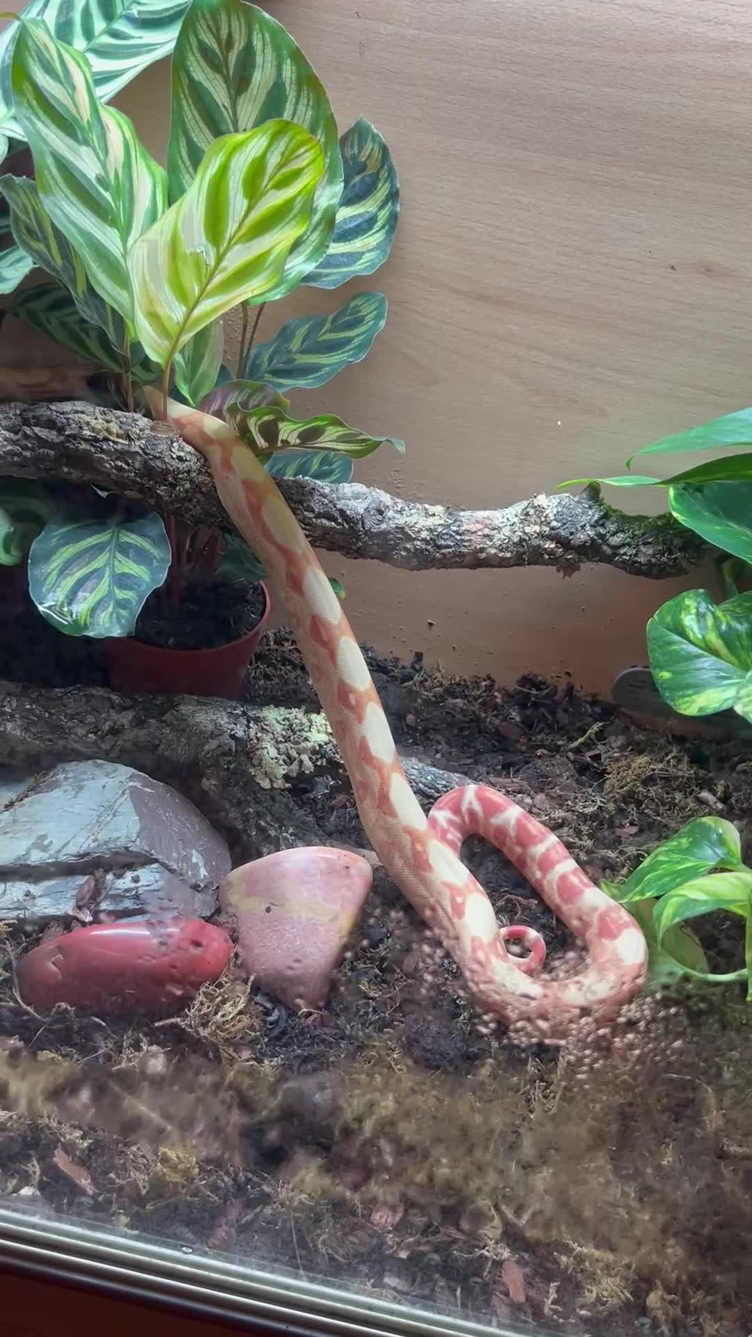 Boa Snake reptiles for sale: Sunglow boa constrictor c - Video 1