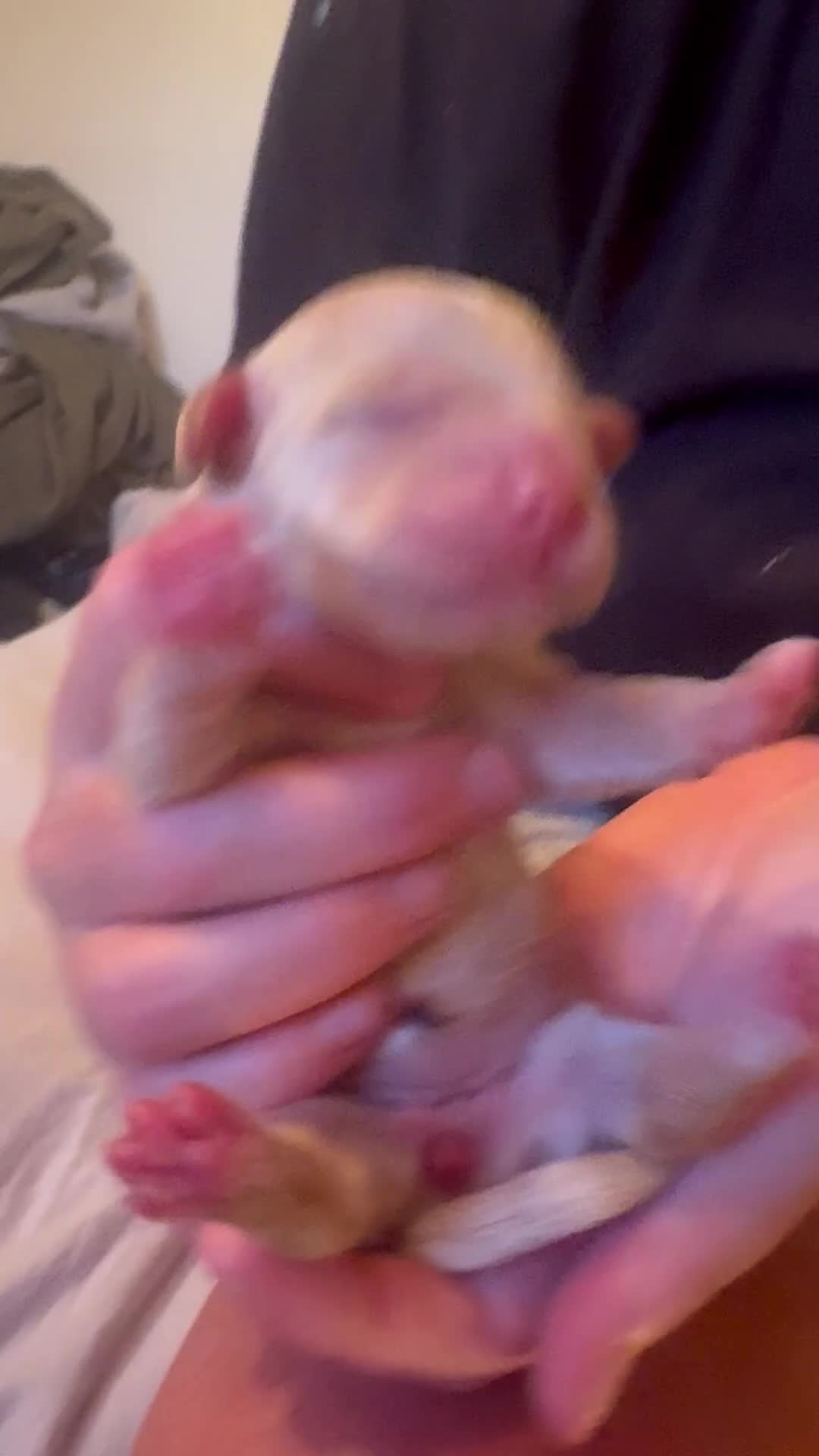 Mixed Breed dogs for sale: Mini cockapoo puppies. Reserve yours now! - Video 2