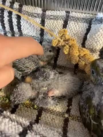 Budgerigars birds for sale: Linnies not budgies  hand reared  - Video 3