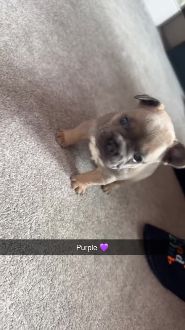 French Bulldog dogs for sale: L4 FLUFFY FRENCH BULLDOG PUPPIES — 2 AVAILABLE  - Video 3