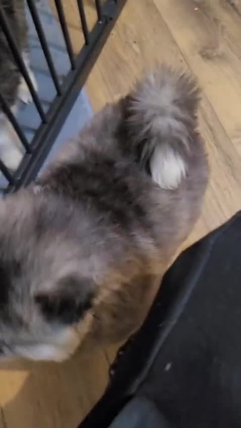 Pomsky dogs for sale: Pomsky Puppies - Video 4