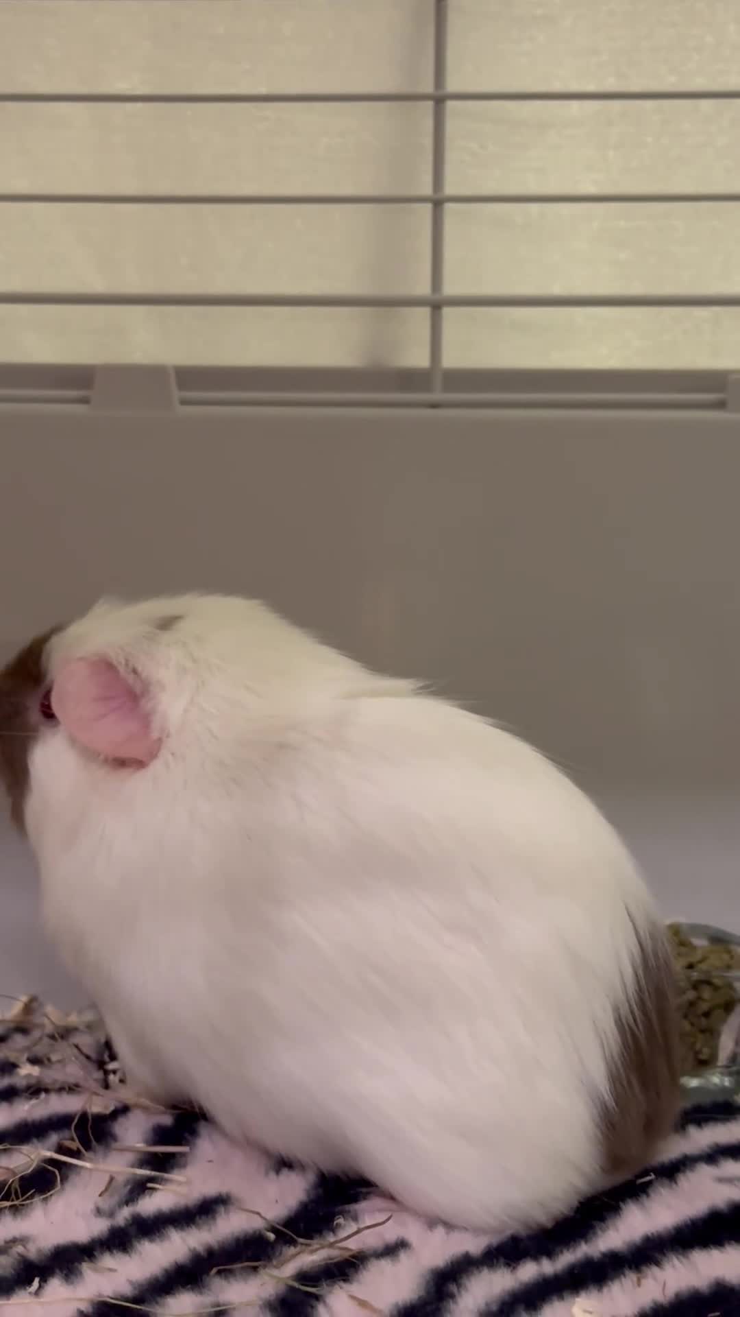 Guinea Pig rodents for sale: For free  in London - Video 2