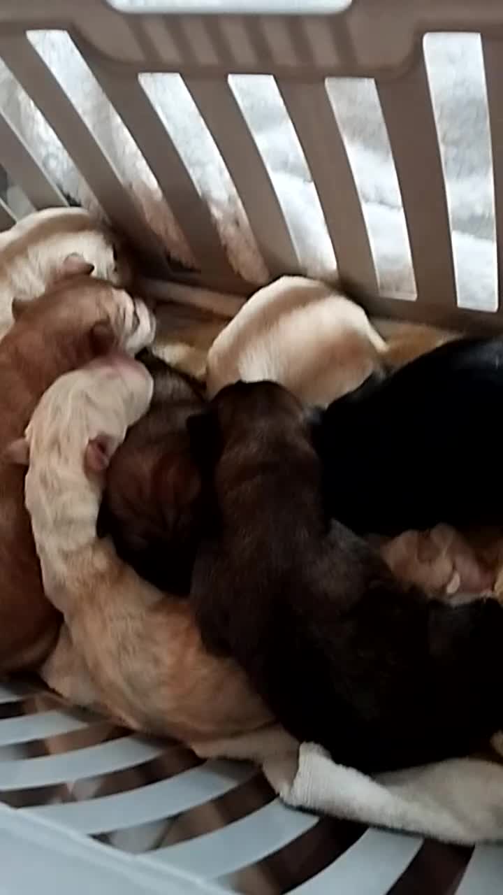 Mixed Breed dogs for sale: Northern Inuit X gsd pups - Video 2