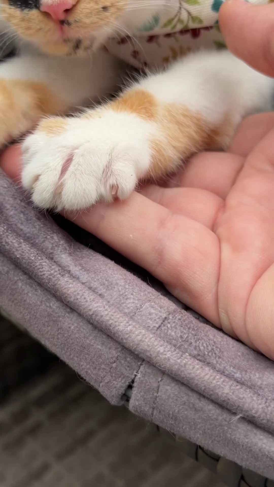 Mixed Breed cats for sale: Callie the calico  in Crowborough - Video 1