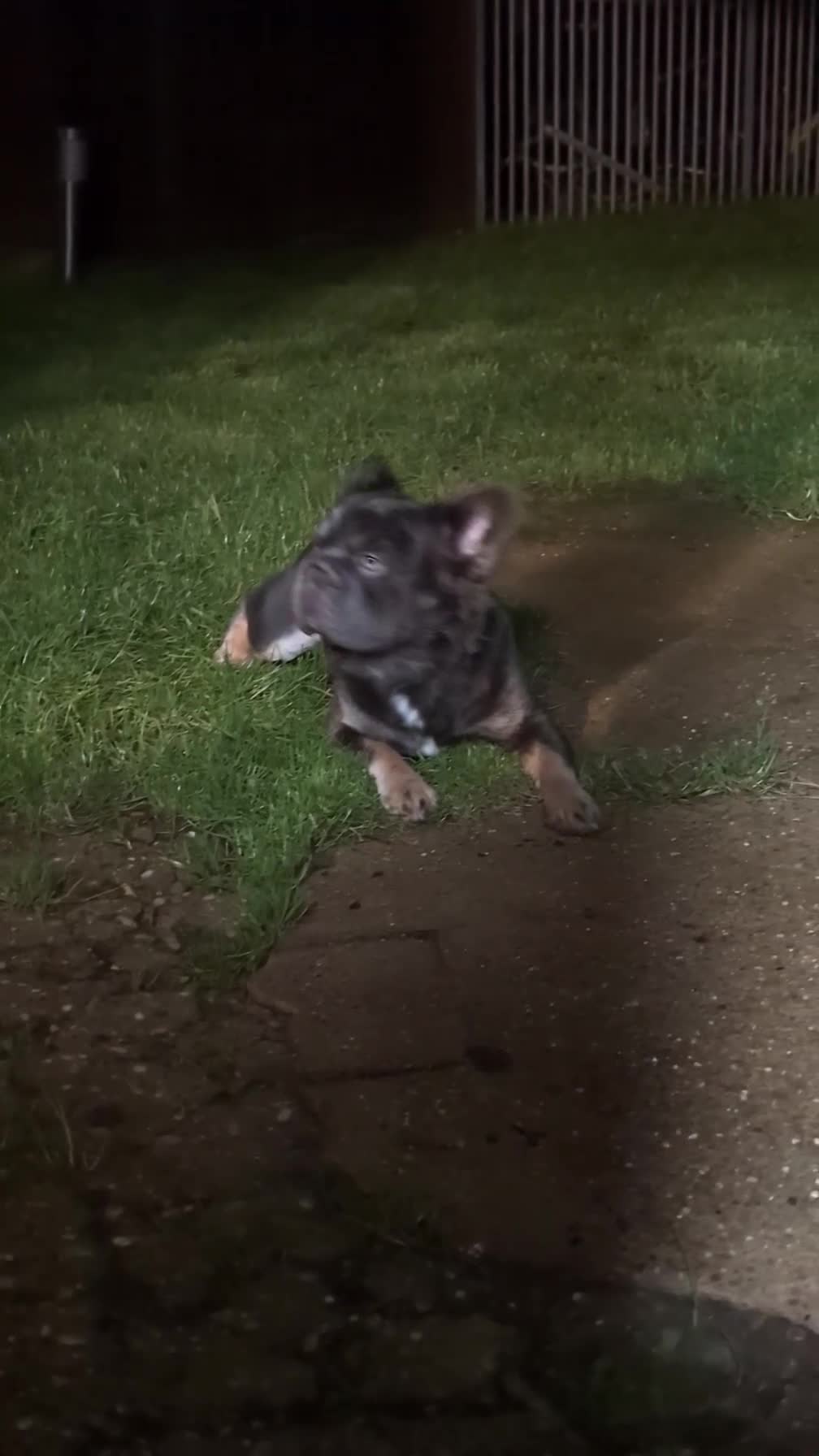 French Bulldog dogs for stud: Fluffy  **  frenchie available for stud - Video 1