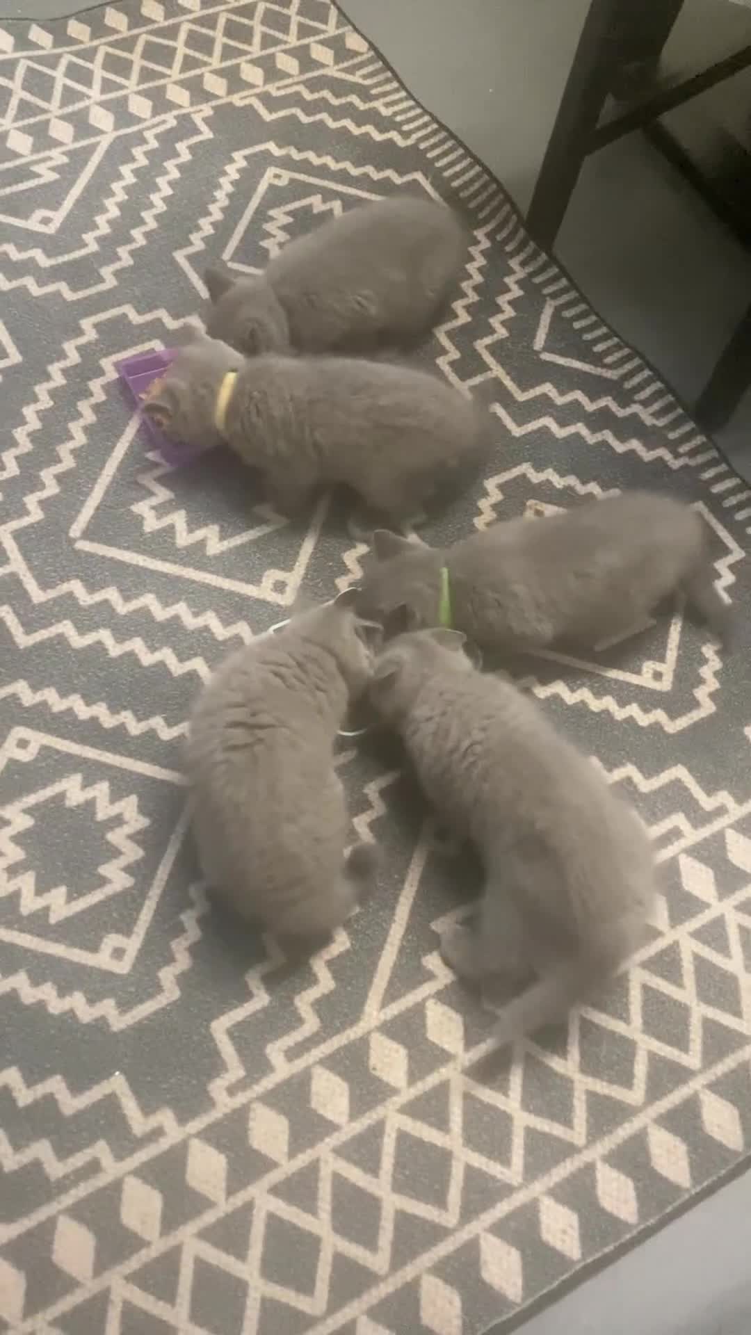 British Shorthair cats for sale: Gorgeous GCCF British Shorthair Kittens  - Video 2