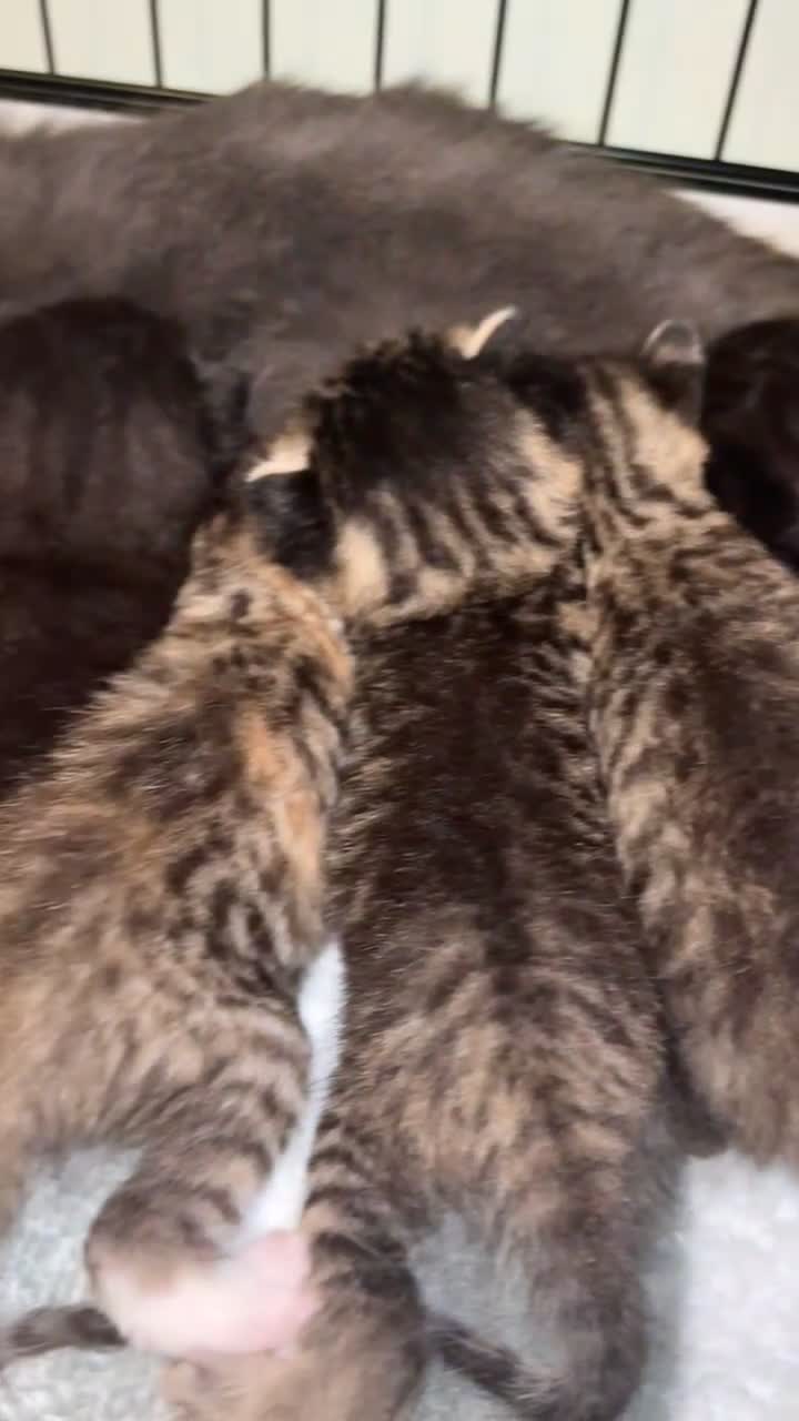 Mixed Breed cats for sale: Beautiful cross mixed breed bengal/tabby kittens  - Video 2