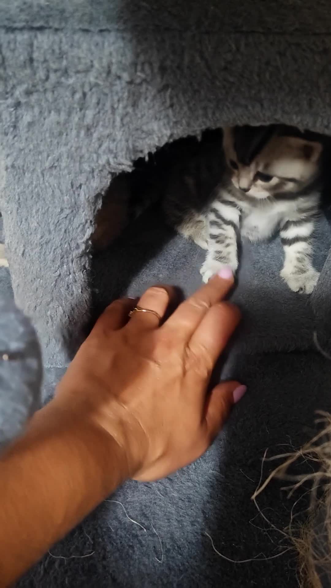 Mixed Breed cats for sale: Bengal mix  - Video 5