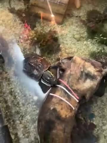 Terrapin reptiles for sale: Terrapin Turtles for Sale–Healthy, Active and fun - Video 1