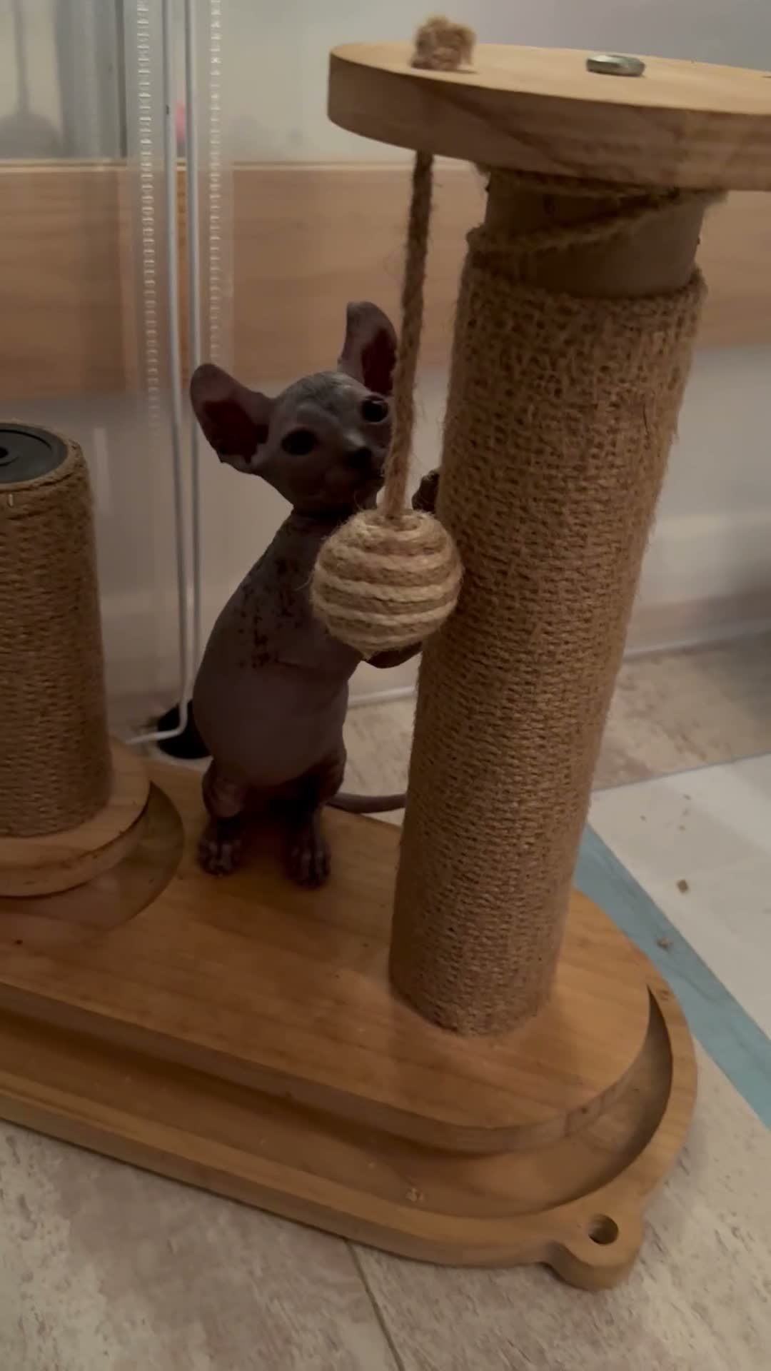 Sphynx cats for sale: Stunning sphinx kittens  - Video 5
