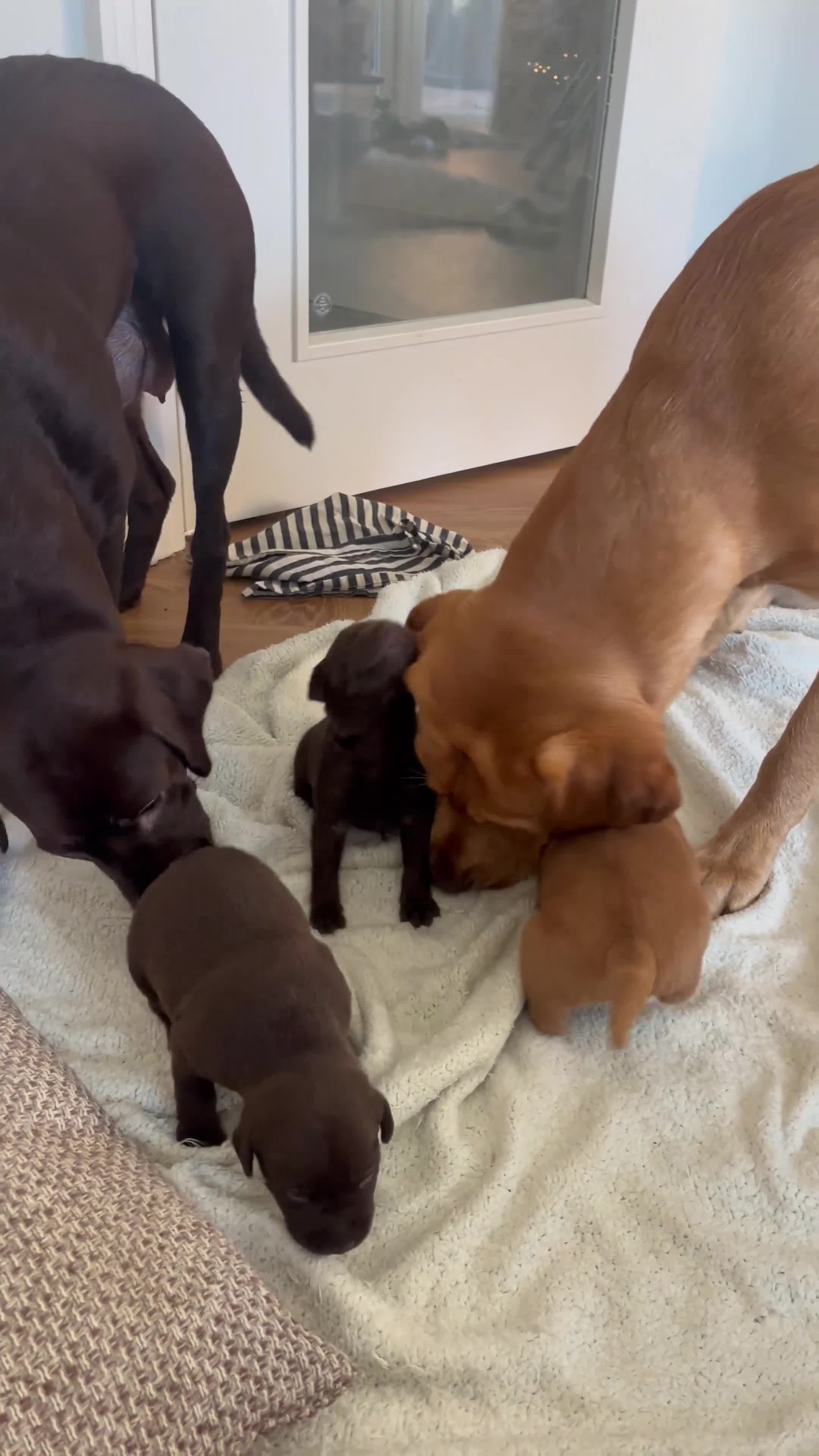 Labrador Retriever dogs for sale: Male Labrador Retrievers 🐶  - Video 5