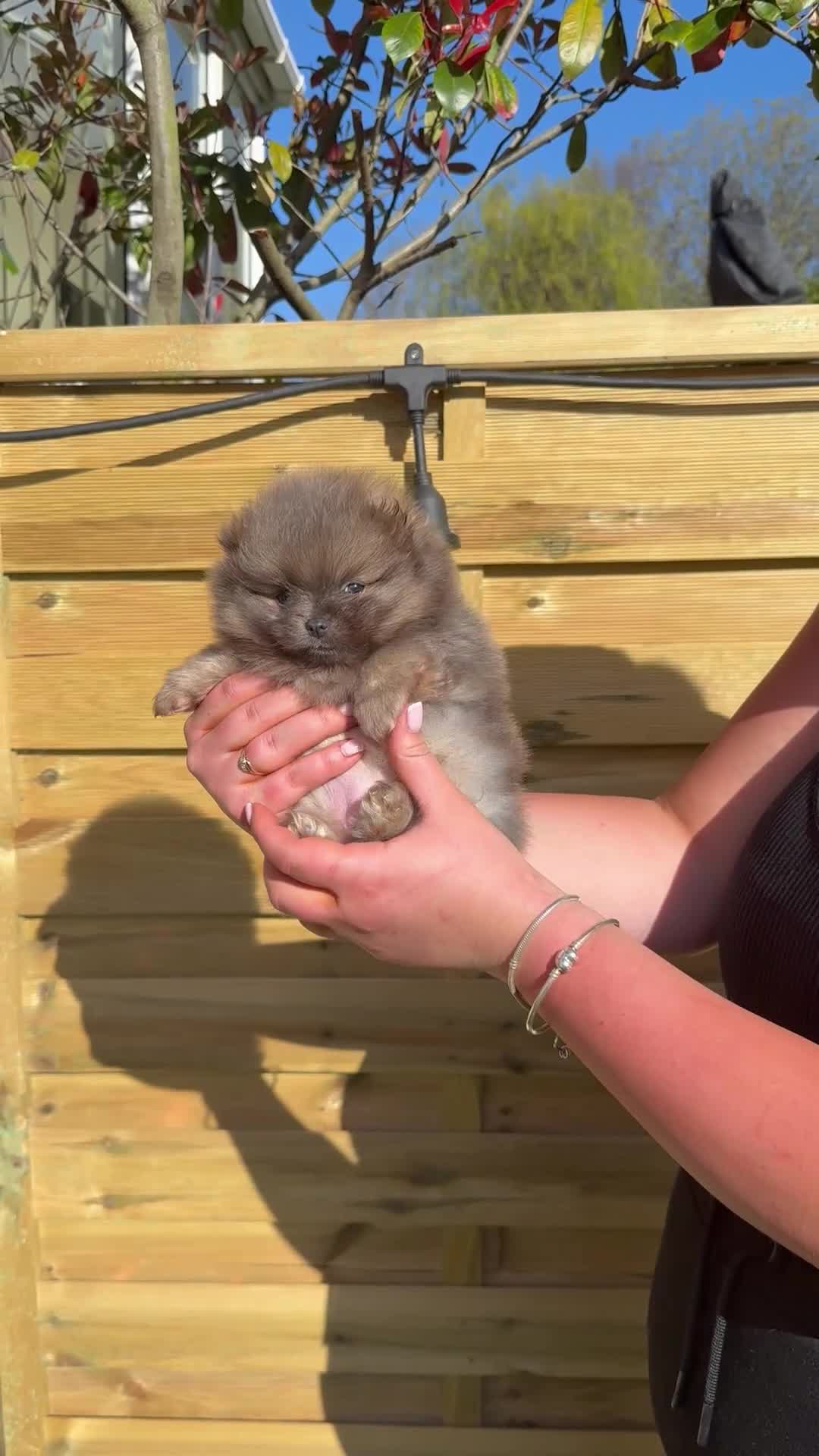 Pomeranian dogs for sale: Unique Blue and tan girl 💖 - Video 1