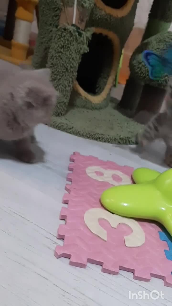 British Shorthair cats for sale: British kittens  - Video 3