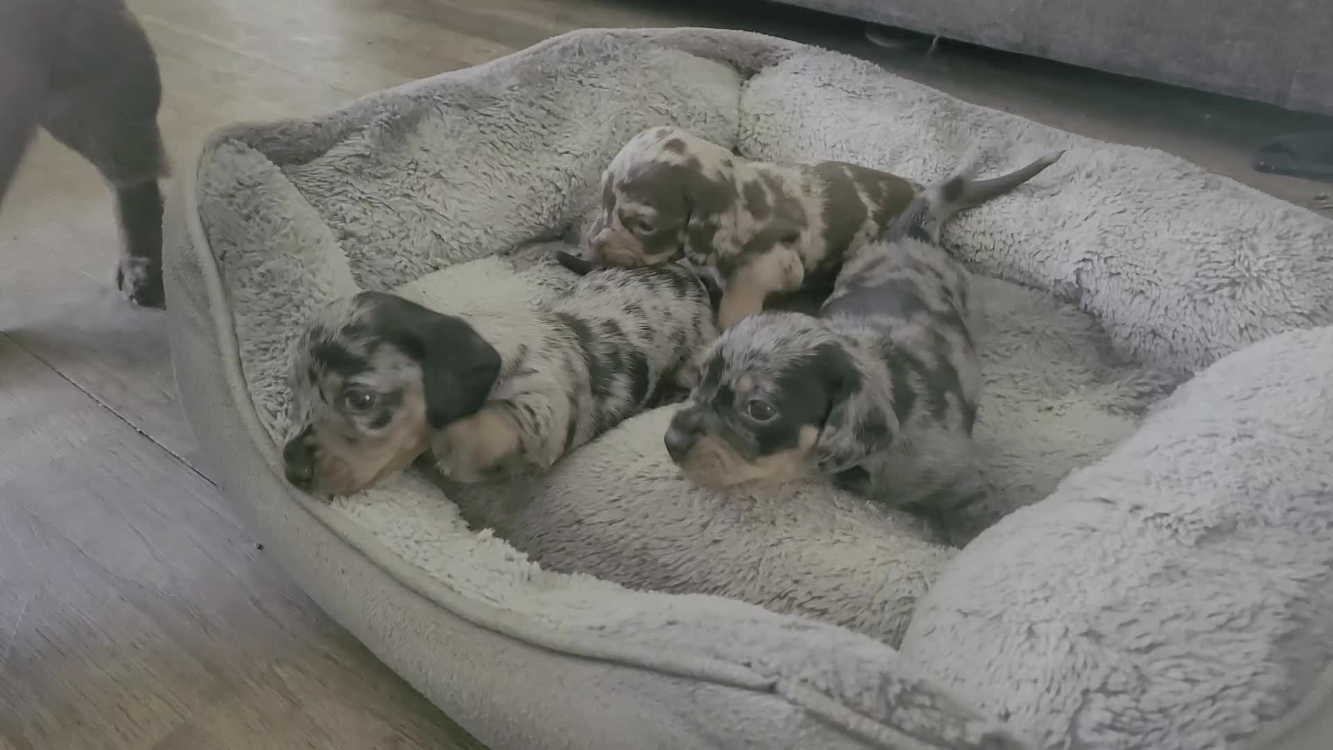 Miniature Dachshund dogs for sale: *1 boy available* - Miniature Dachshunds - Video 1