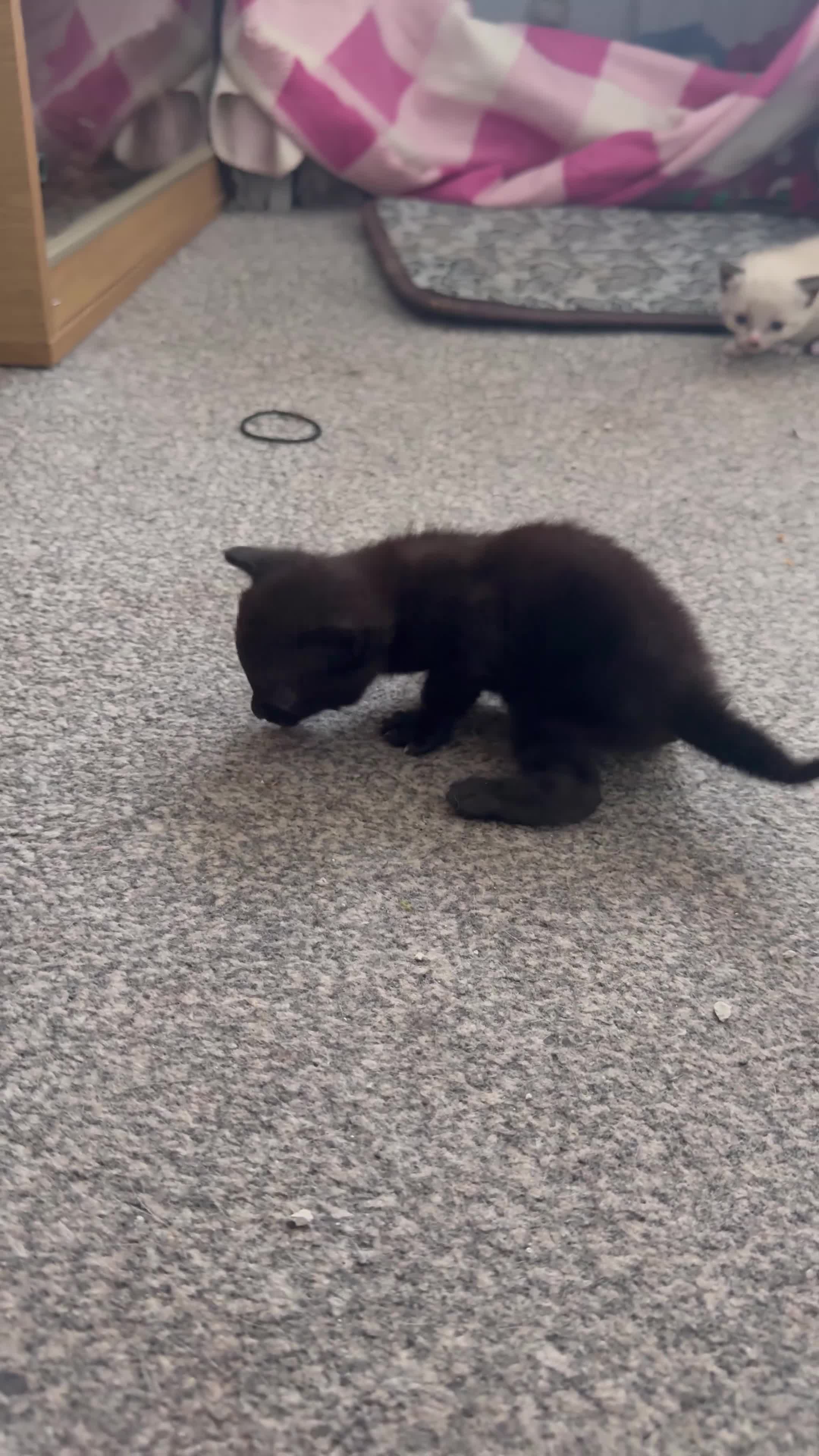 Mixed Breed cats for sale: 2 kittens for sale - Video 1