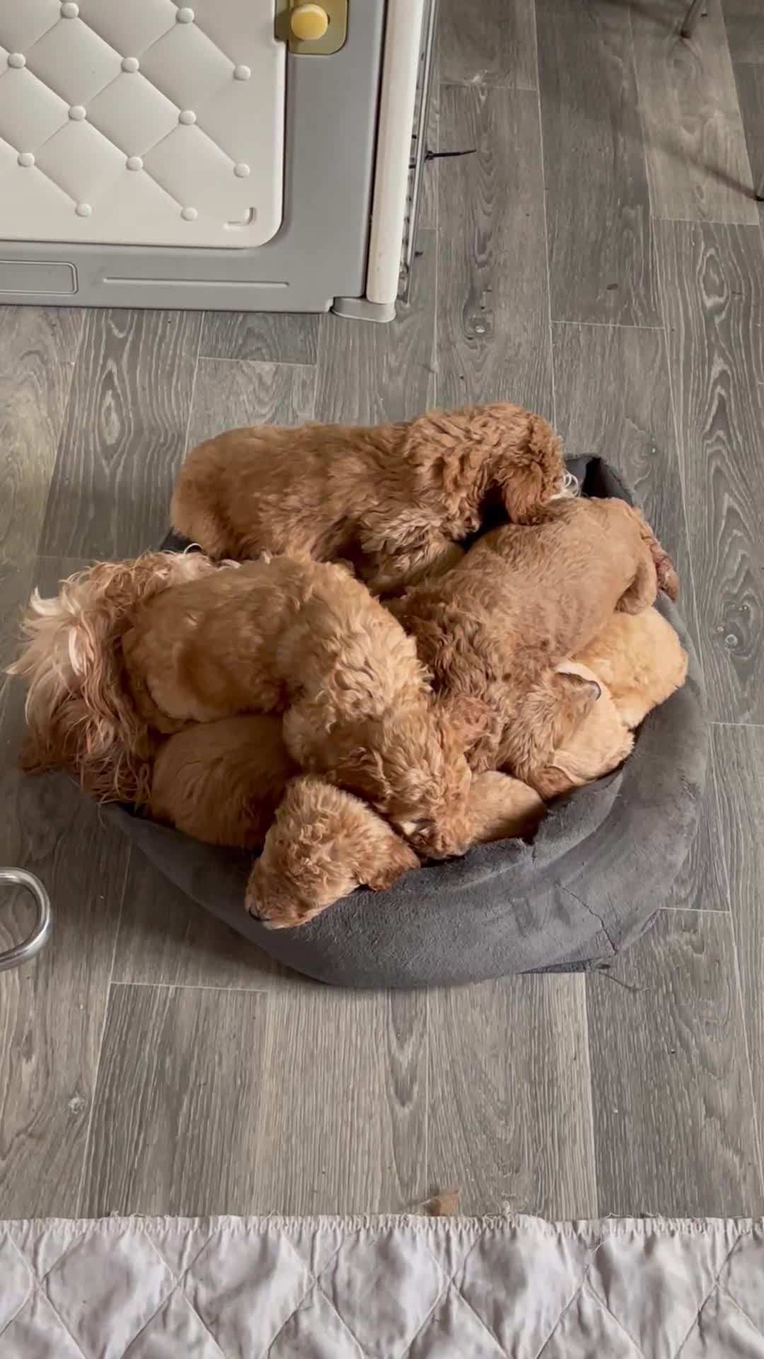 Irish Doodle dogs for sale: F1B Stunning Irish doodles - Video 1