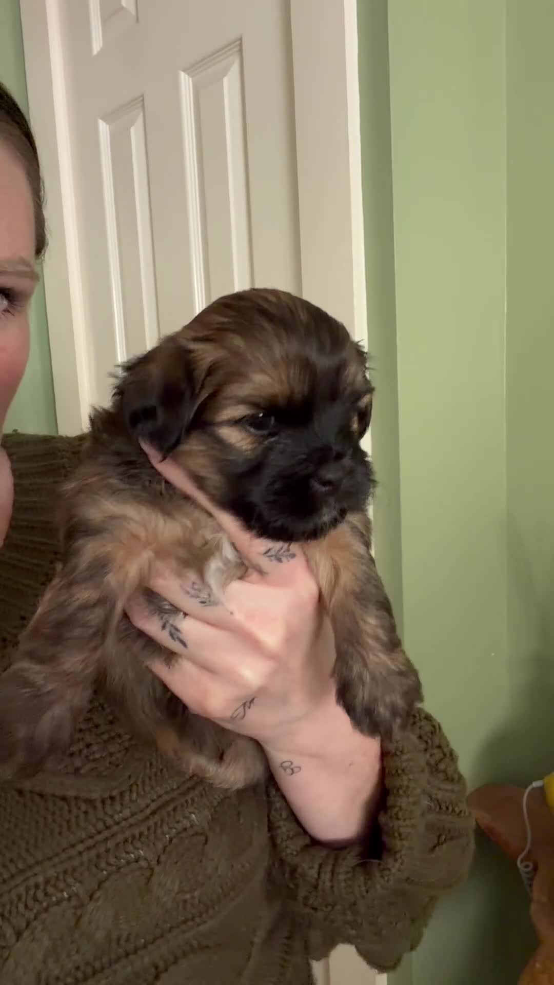 Shorkie dogs for sale: 3 Shorkie puppies  - Video 3