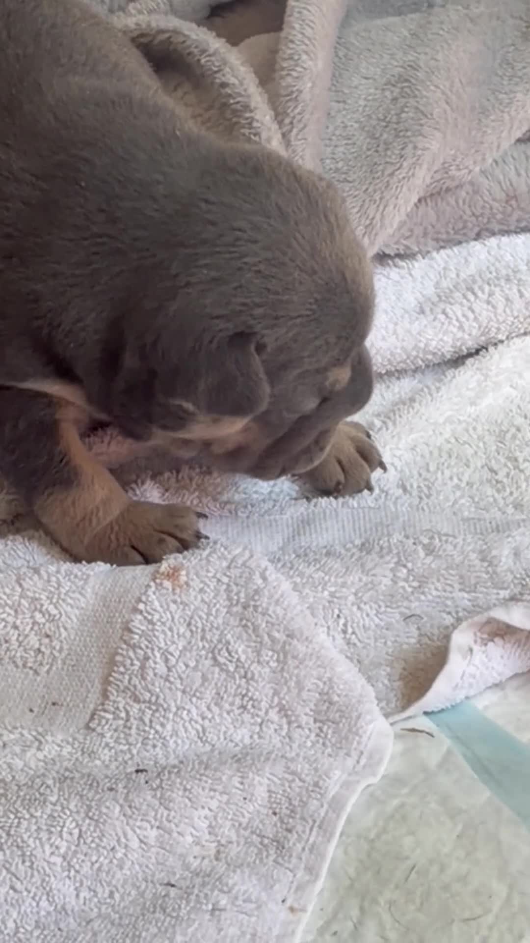 French Bulldog dogs for sale: French bulldog Beautiful lilac/tan   - Video 1