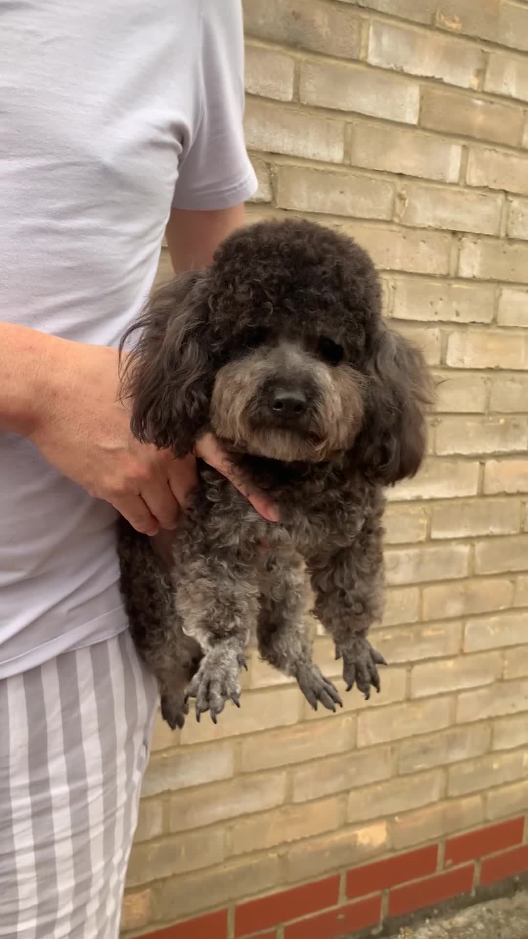 Toy Poodle dogs for sale: Asian Blood Toy Poodles - Video 1
