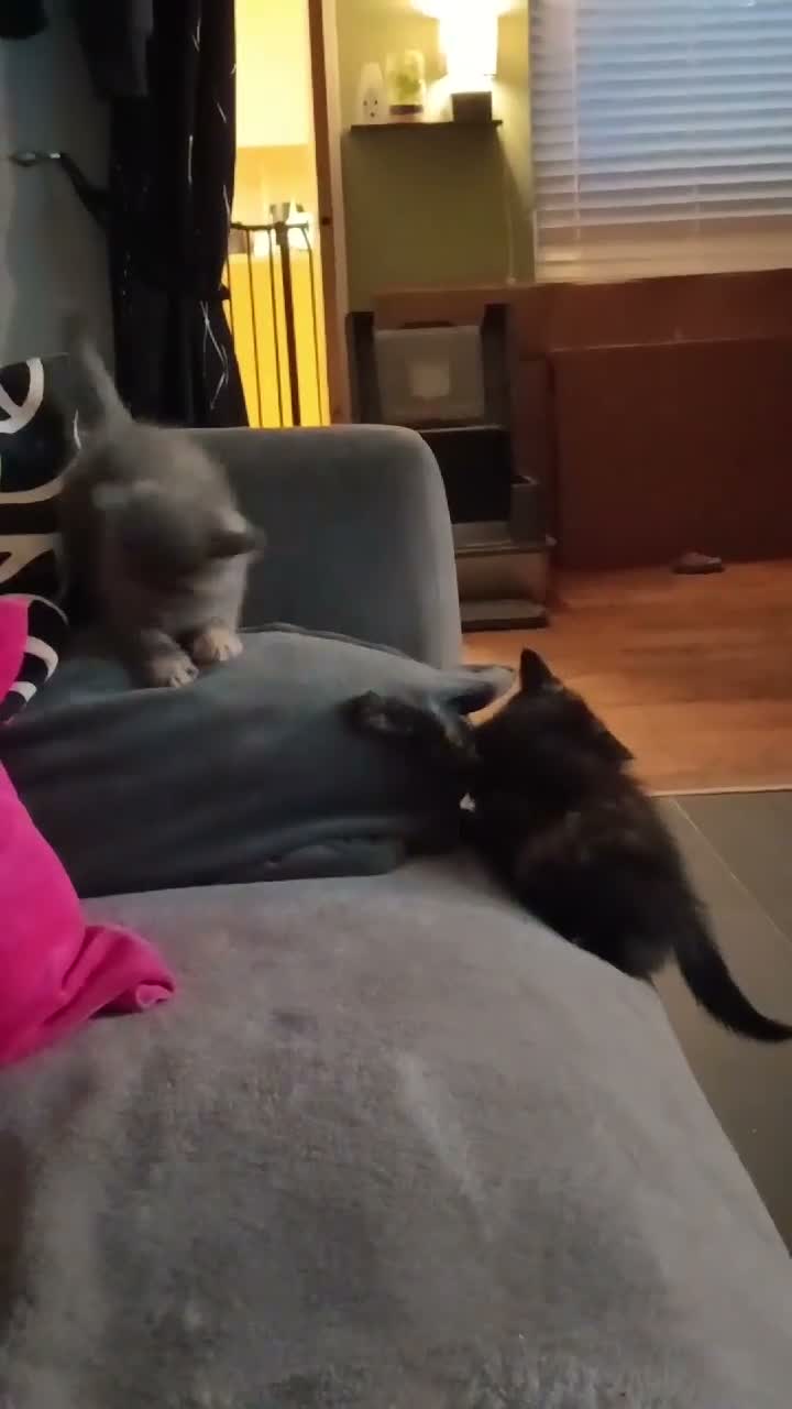 British Shorthair cats for sale: *Pedigree BSH Babies*Health Tested Parents* - Video 2