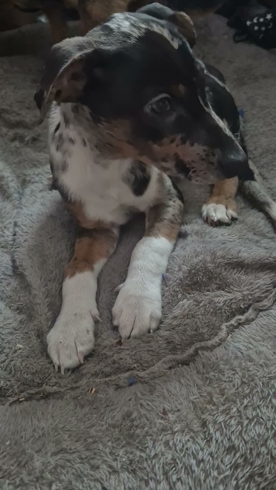 Lurcher dogs for sale: Last gorgeous Lurcher Boy Pup in Egham - Video 1