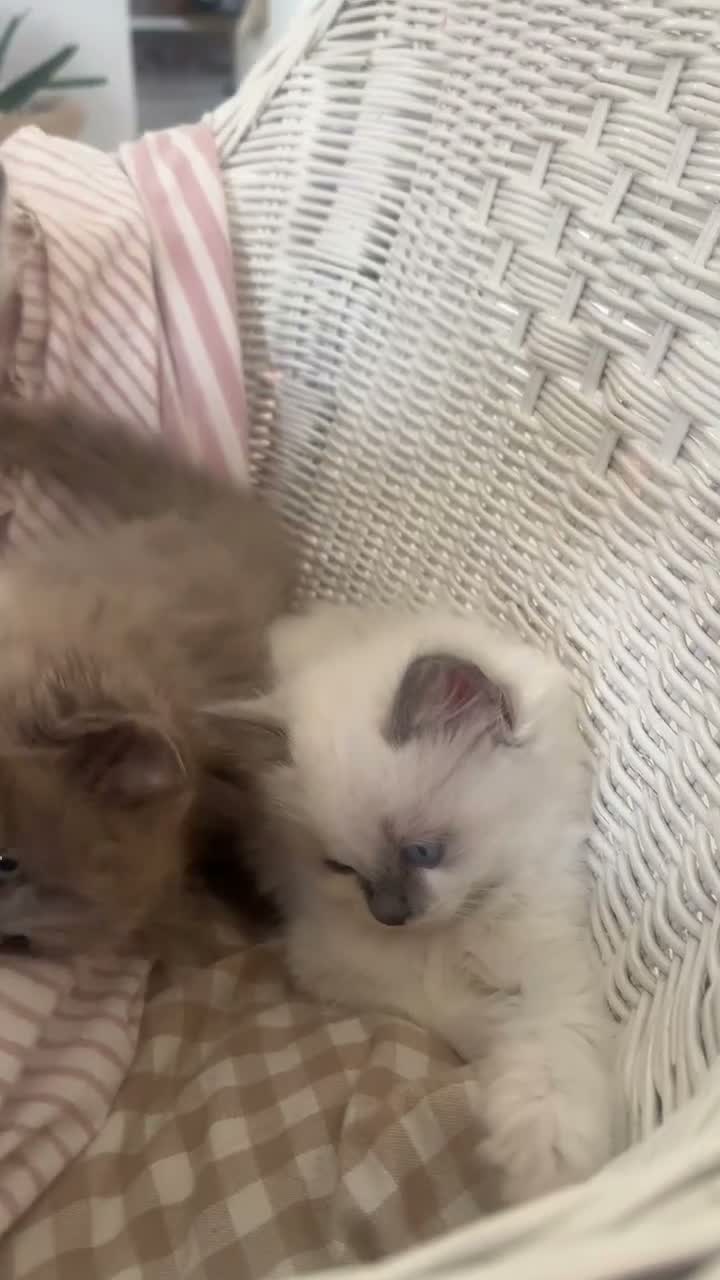 Ragdoll cats for sale: 🤍Exquisite 87.5% Ragdoll Kittens. Rare colours - Video 1