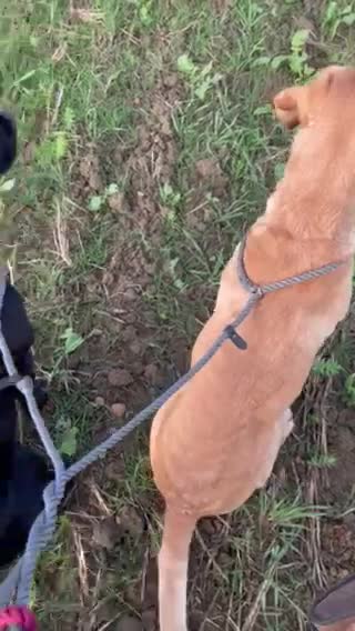 Labrador Retriever dogs for stud: KC Reg and Health tested Labrador for Stud in Sleaford - Video 2