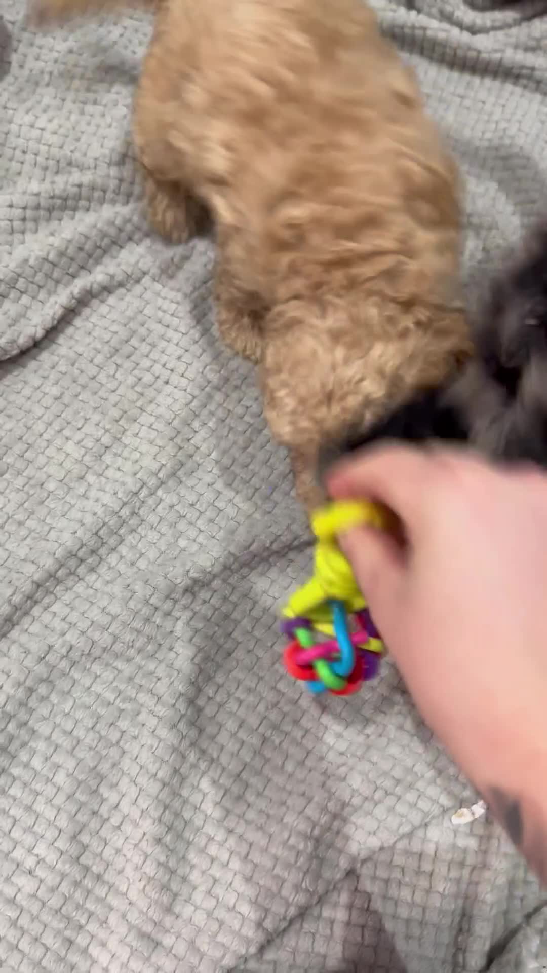 Cockapoo dogs for sale: ✨Stunning health tested Cockapoo pups✨ - Video 1