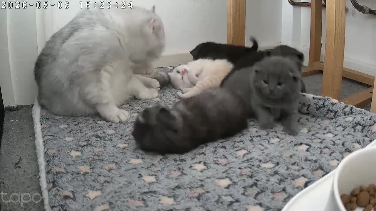 Scottish Fold cats for sale: Adorable 5 Scottish Fold Kittens - Video 4