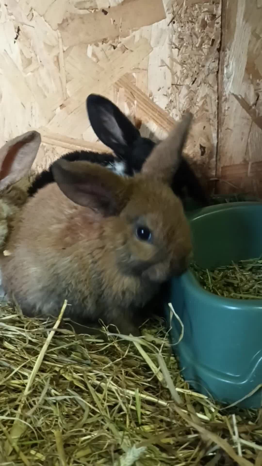Mini Lop rabbits for sale: Plush mini lops  - Video 1