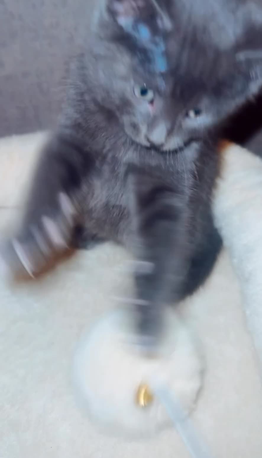 Russian Blue cats for sale: Mixed Blue Russian Kitten - Video 1