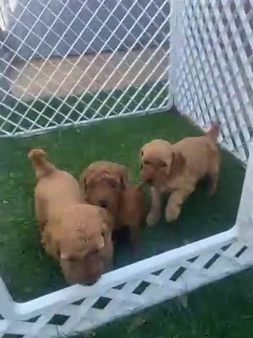 Miniature Poodle dogs for sale: Miniature poodle  - Video 1