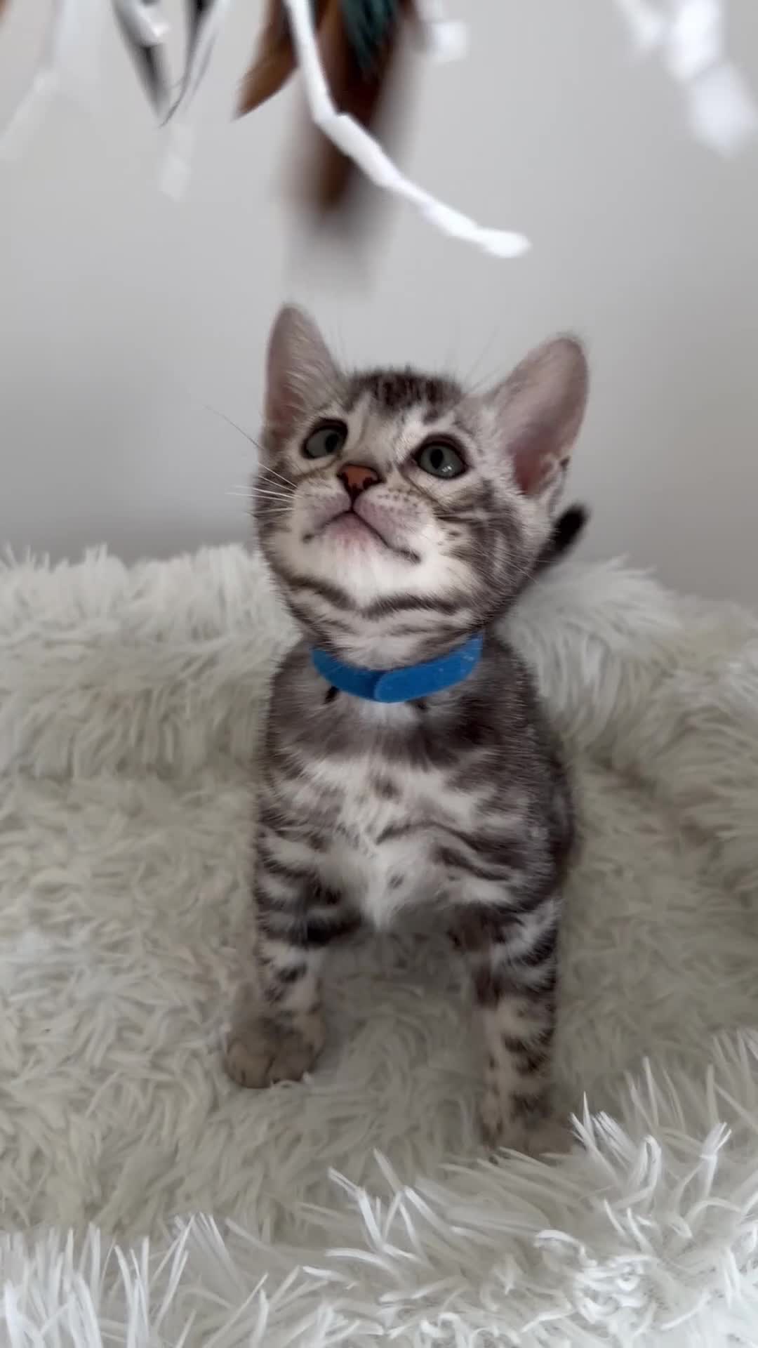 Bengal cats for sale: Exceptional Silver Bengal Kittens - Video 3