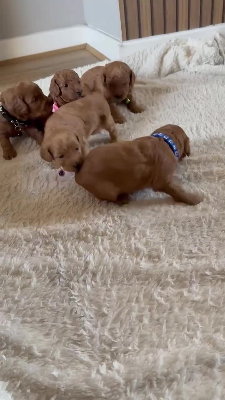 Cockapoo dogs for sale: Gorgeous F1b cockapoo puppies  - Video 1