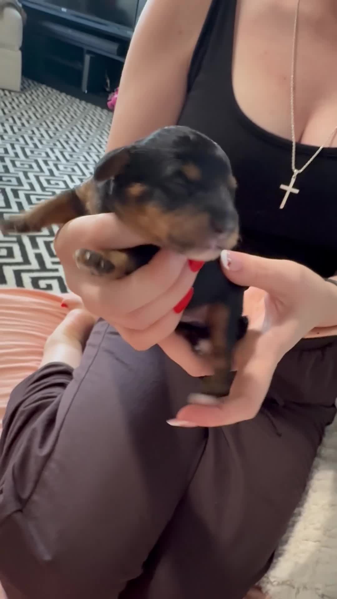 Cavapoo dogs for sale: Last litter for Daisy over her f1b cavapoo pups - Video 1
