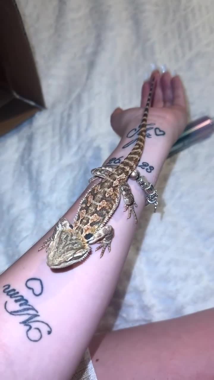 Bearded Dragon reptiles for sale: 18 week old bearded dragon  - Video 4