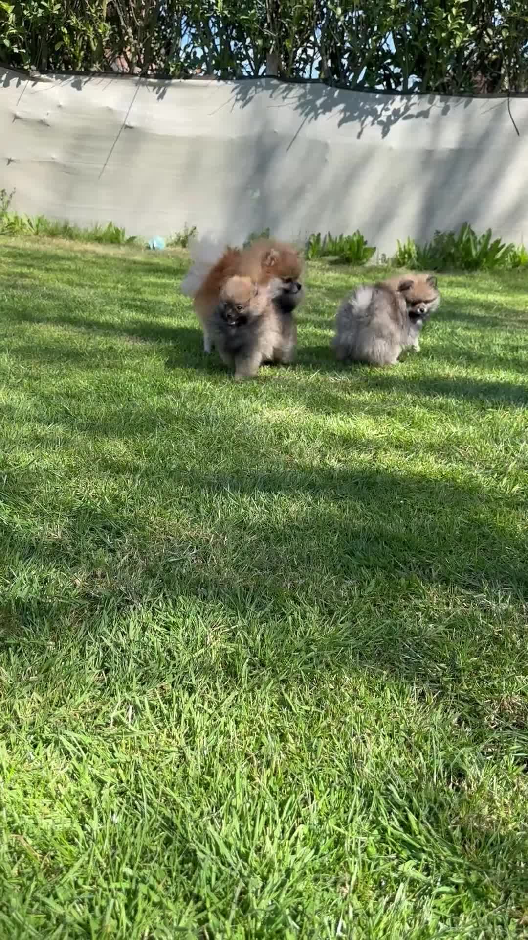 Pomeranian dogs for sale: ❤️ READY NOW! Stunning Pomeranian puppies 🐶❤️ - Video 2